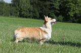 CORGI PEMBROKE 371